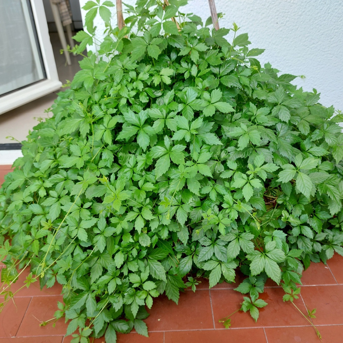Ženšen pětilistý - Gynostemma pentaphyllum - semena ženšenu - 7 ks