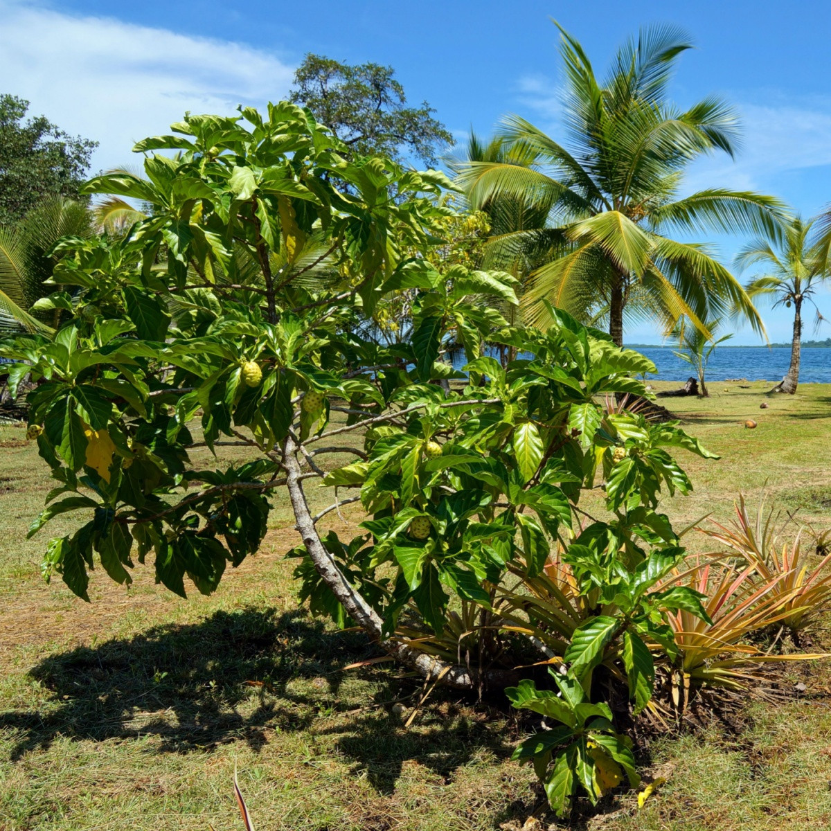 Noni - Morinda citrifolia - semena noni - 5 ks