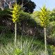 Пуя - Puya chilensis - семена пуя - 20 бр.