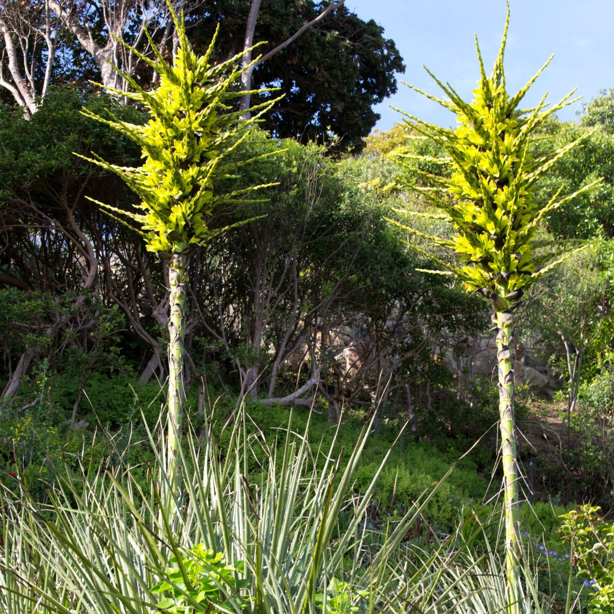 Пуя - Puya chilensis - семена пуя - 20 бр.