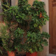 Šeflera paprskovitá - Schefflera arboricola - semena šeflery - 6 ks