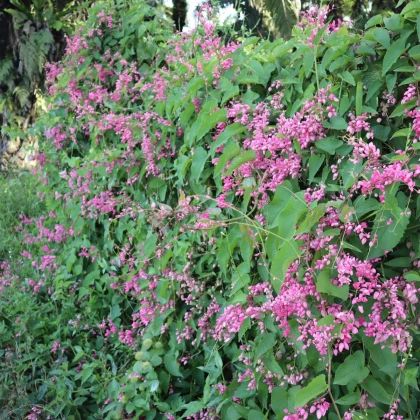 Антигонон мексикански - Antigonon leptopus - семена антигонон - 15 бр.