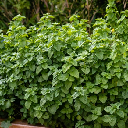 Máta peprná - Mentha piperita - semena máty - 500 ks