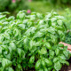 Bazalka pravá balkónová - Ocimum basilicum - semena bazalky - 200 ks