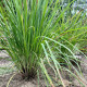 Citronová tráva - Cymbopogon citratus - semena citrónové trávy - 20 ks