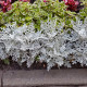 Старче крайморски - Cineraria maritima - семена от старче - 300 бр.