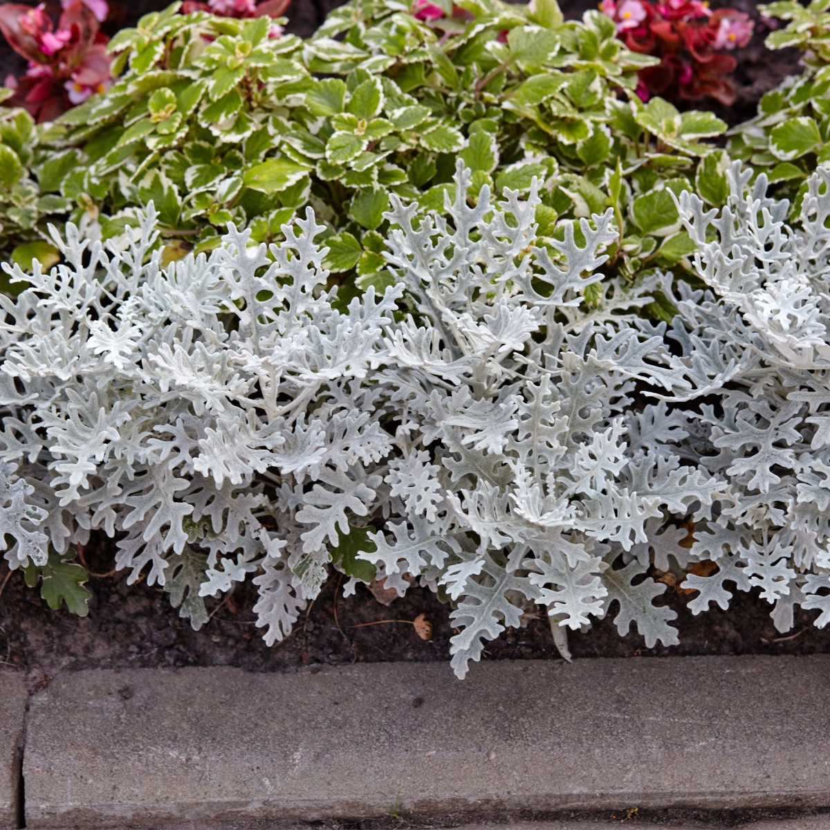 Старче крайморски - Cineraria maritima - семена от старче - 300 бр.