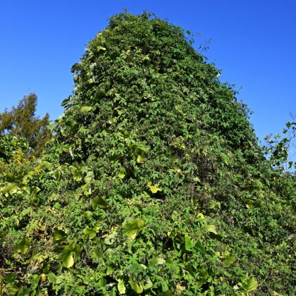 Chmel japonský - Humulus japonicus - semena chmelu - 7 ks