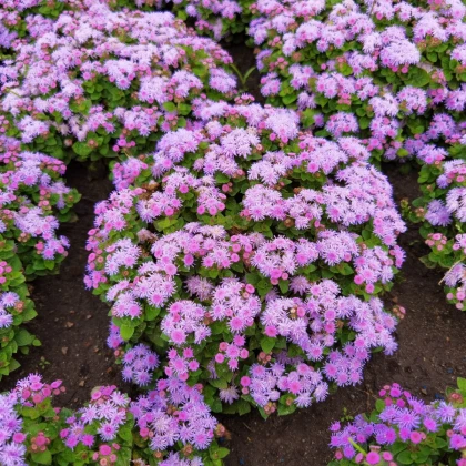 Nestařec mexický - Ageratum houstonianum - semena nestařce - 0,5 g