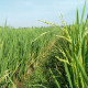 Rýže setá - Oryza sativa - semena rýže - 12 ks