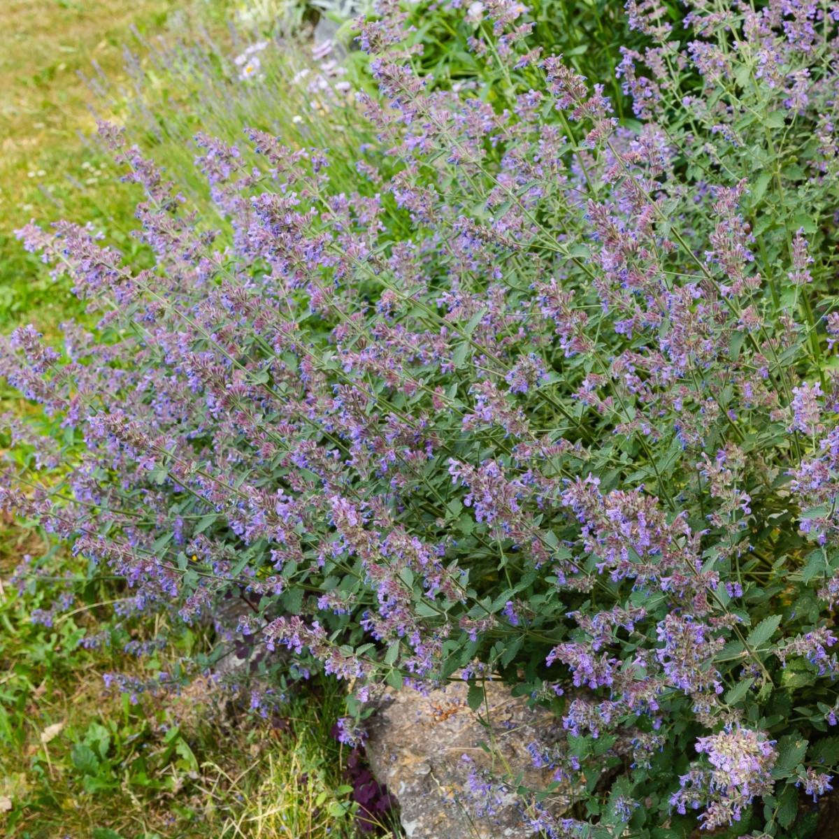 Šanta kočičí - Nepeta cataria - semena šanty - 15 ks