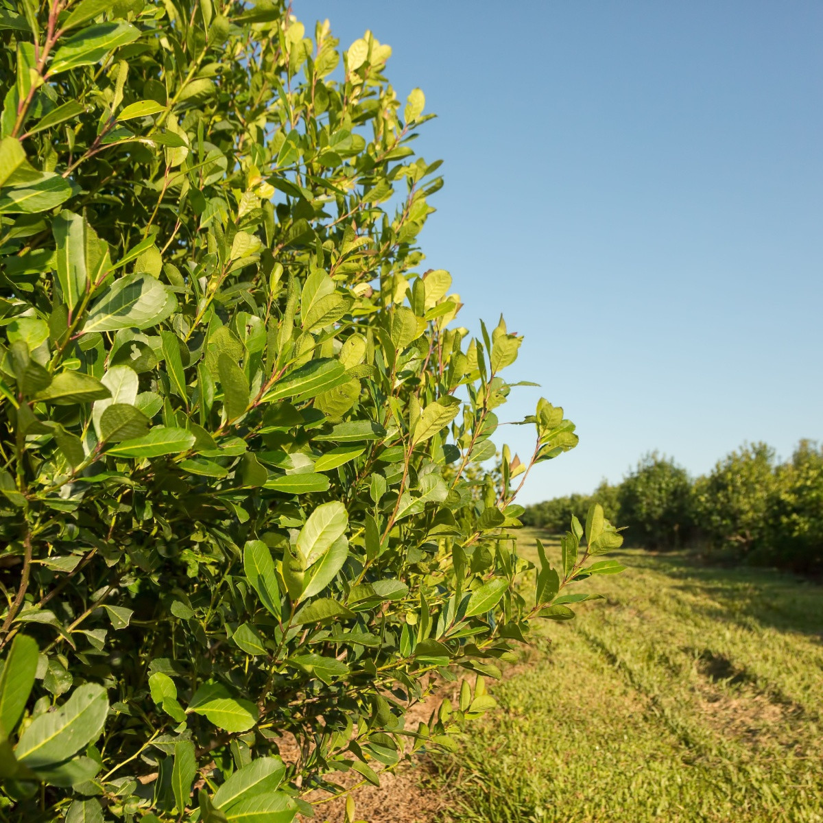 Cesmína paraguayská - Ilex paraguariensis - semena cesmíny - 6 ks