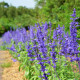 Šalvěj pomoučená modrá - Salvia farinacea - semena šalvěje - 30 ks