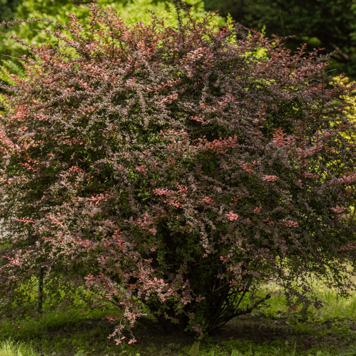Červený dráč - Berberis thunbergii atropurpurea - semena dráče - 5 ks