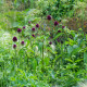 Česnek okrasný - Allium Sphaerocephalon - cibule okrasného česneku - 3 ks