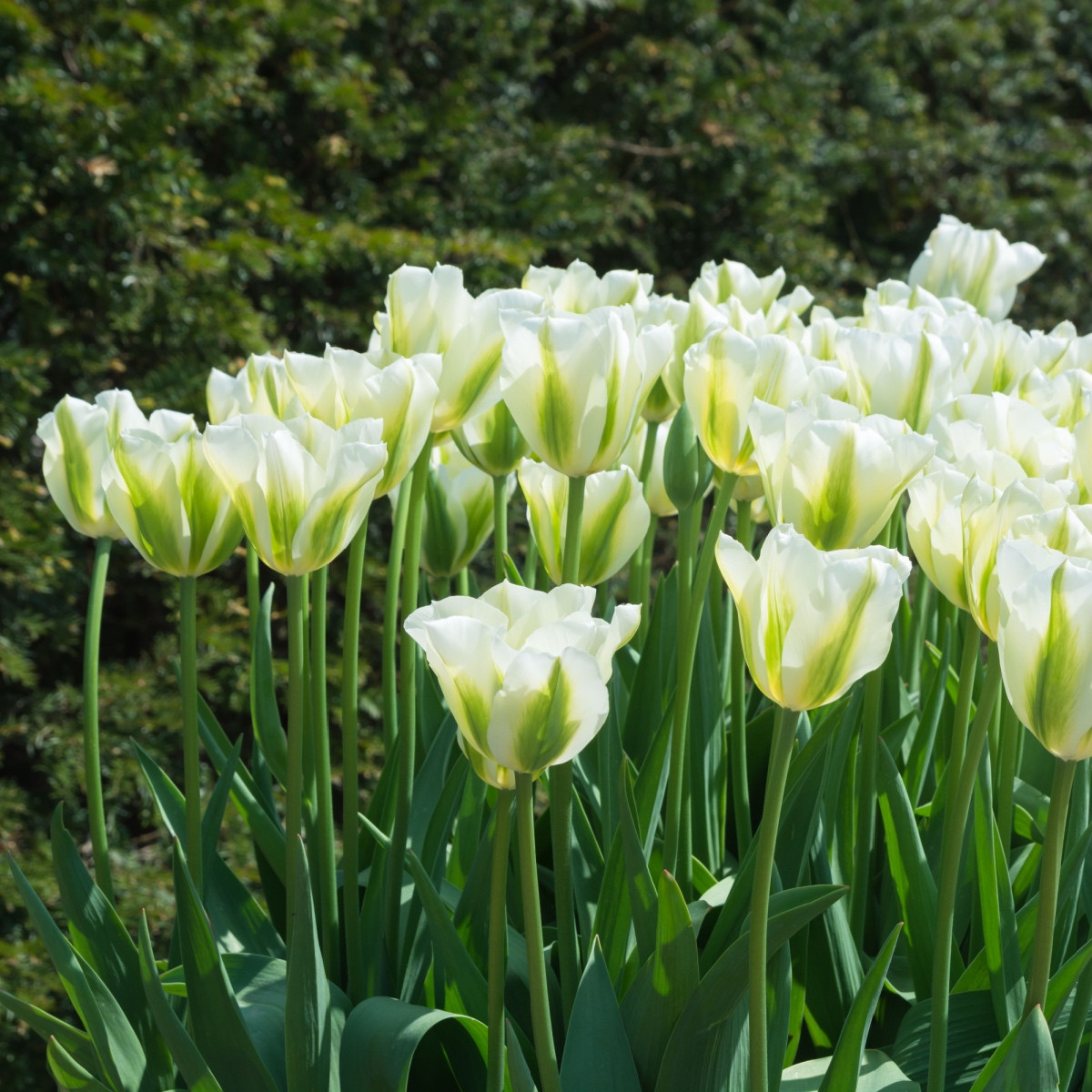 Tulipán Spring Green - Tulipa - cibule tulipánu - 3 ks
