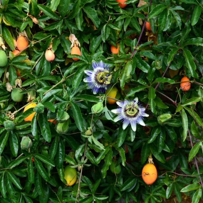 Mučenka modrá - Passiflora caerulea - semena mučenky - 5 ks