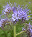 Svazenka vratičolistá - Phacelia tanacetifolia - semena svazenky - 50 ks