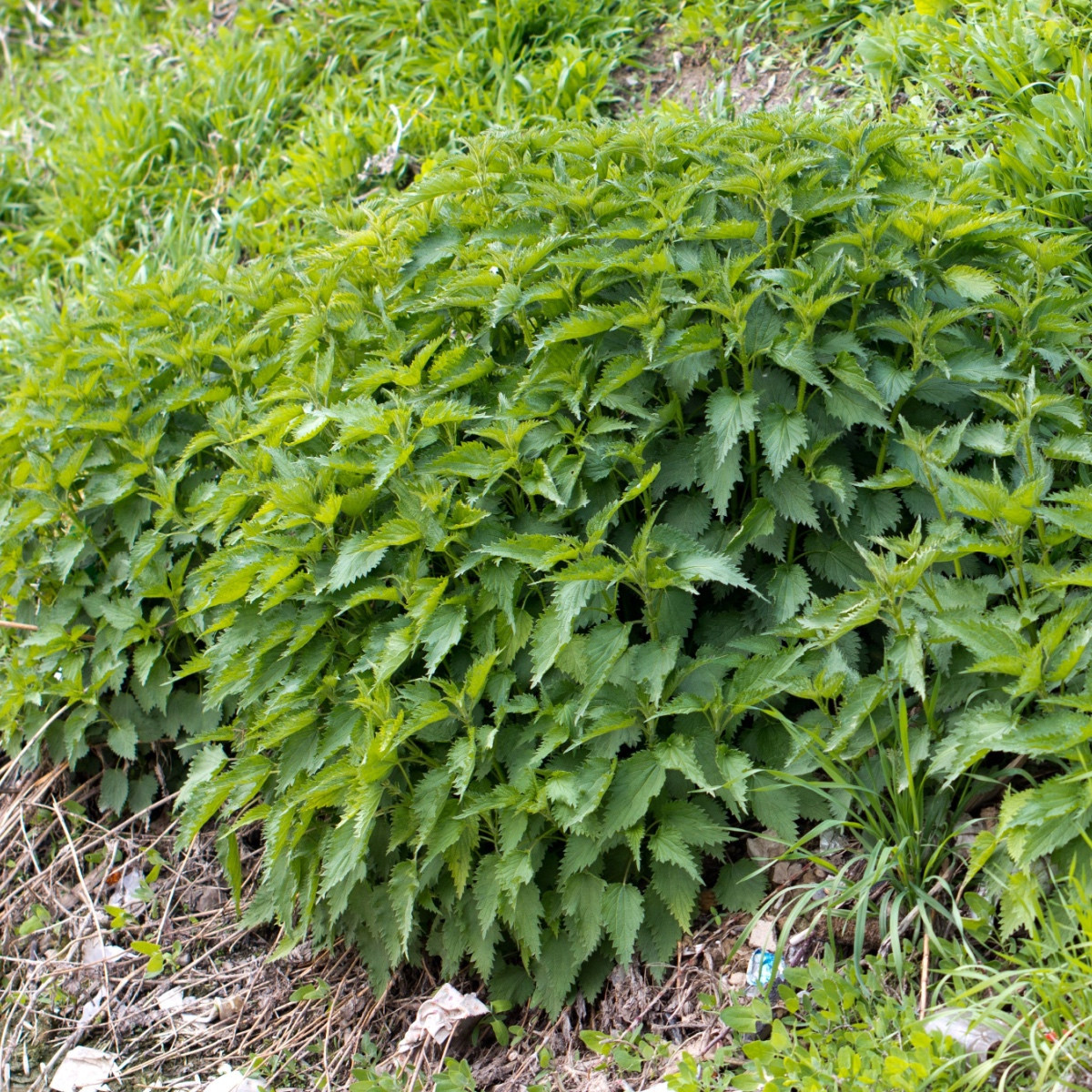 Kopřiva dvoudomá - Urtica dioica - semena kopřivy - 800 ks
