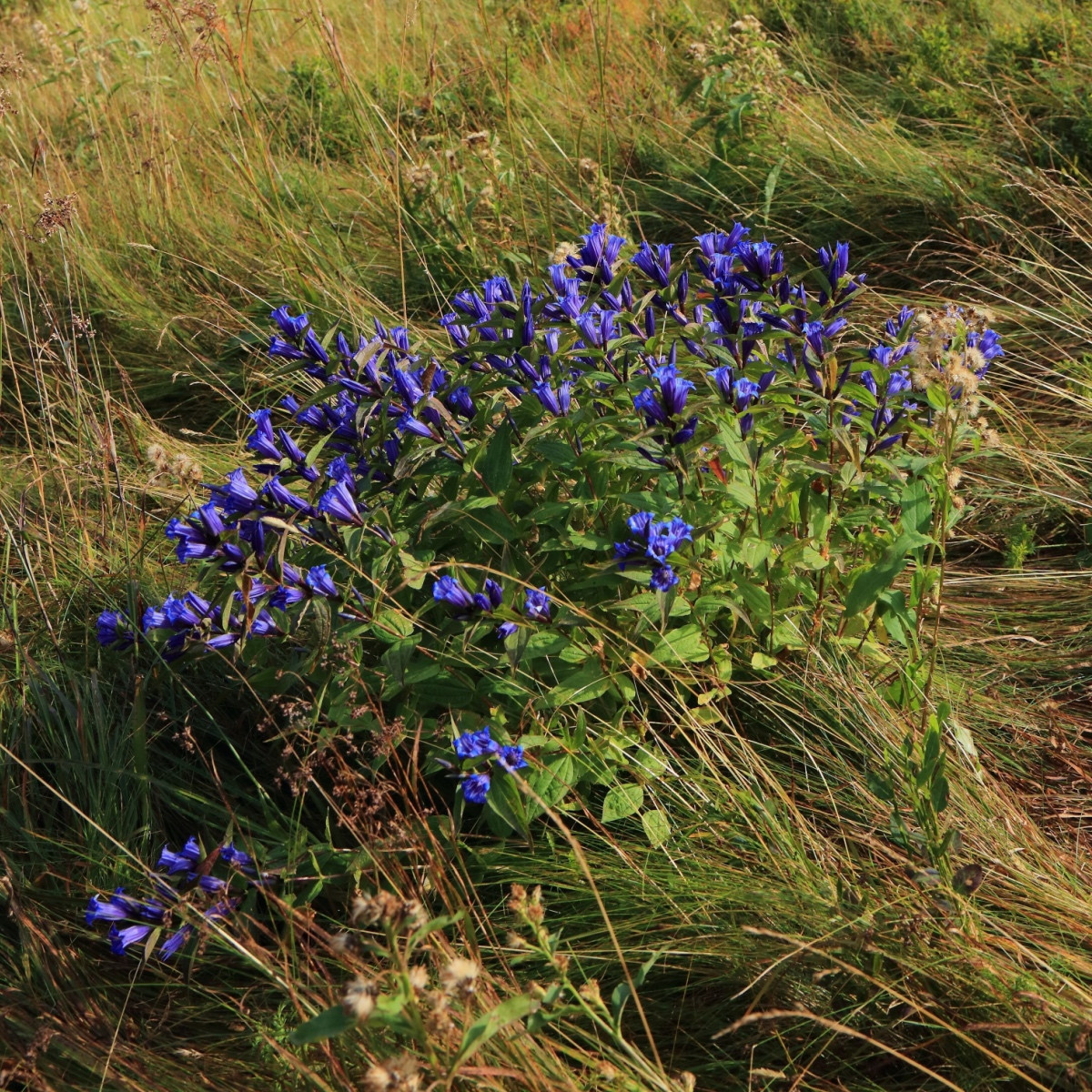 Hořec tolitovitý - Gentiana asclepiadea - pěstování