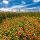 Kokarda jednoduchá - Gaillardia pulchella - semena kokardy - 0,3 g