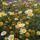 Chryzantéma jedlá - Chrysanthemum coronarium - semena chryzantémy - 400 ks