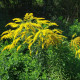 Златна пръчица - Solidago virgaurea - семена от златна пръчица - 20 бр.