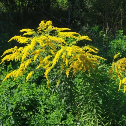 Златна пръчица - Solidago virgaurea - семена от златна пръчица - 20 бр.