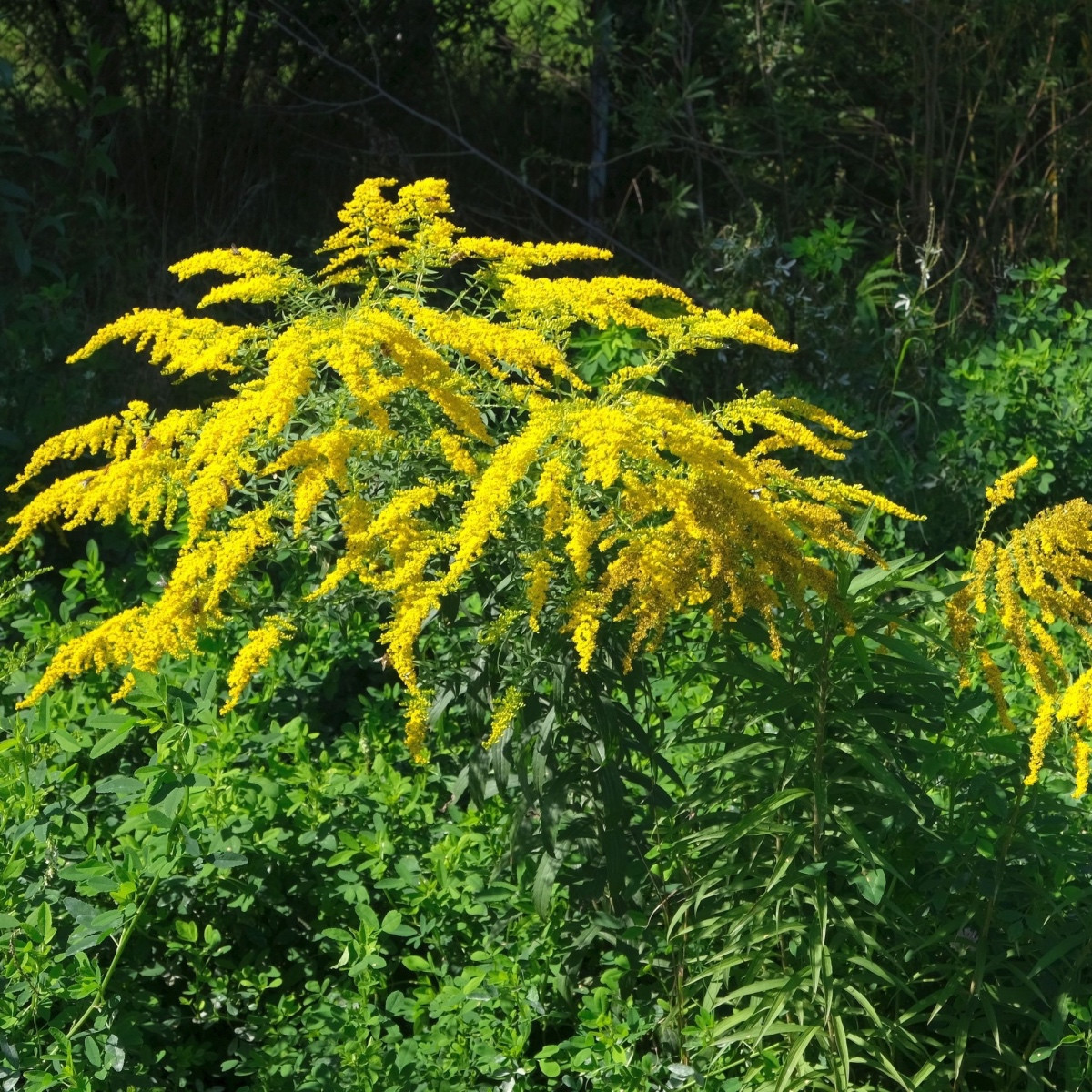 Златна пръчица - Solidago virgaurea - семена от златна пръчица - 20 бр.