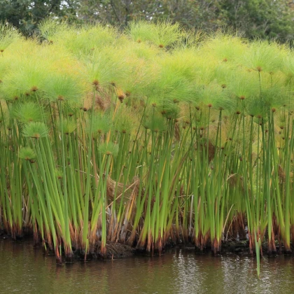 Papyrus - Cyperus papyrus - semena papyru - 8 ks