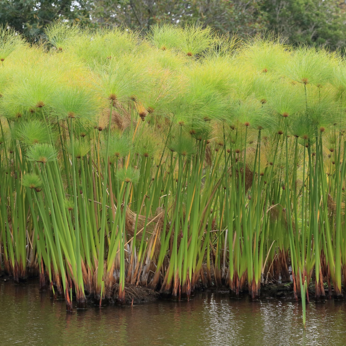 Papyrus - Cyperus papyrus - semena papyru - 8 ks