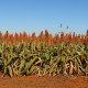 Сорго обикновено - Sorghum bicolor - семена сорго - 100 бр.