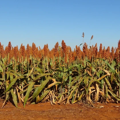 Сорго обикновено - Sorghum bicolor - семена сорго - 100 бр.