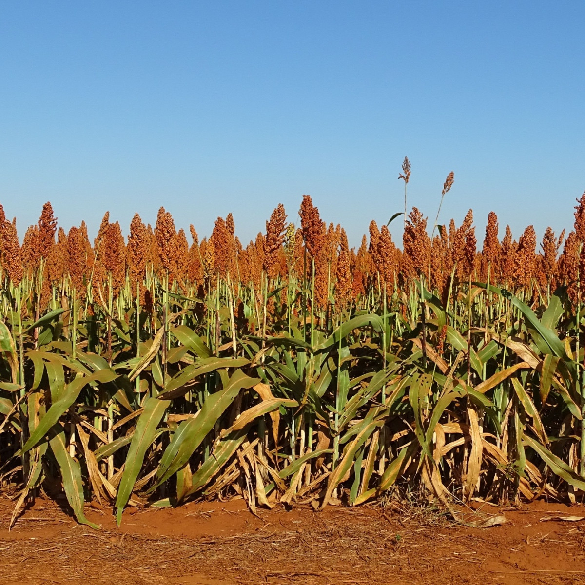 Сорго обикновено - Sorghum bicolor - семена сорго - 100 бр.