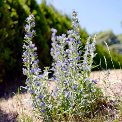Hadinec jitrocelovitý - Echium plantagineum - semena hadince - 100 ks
