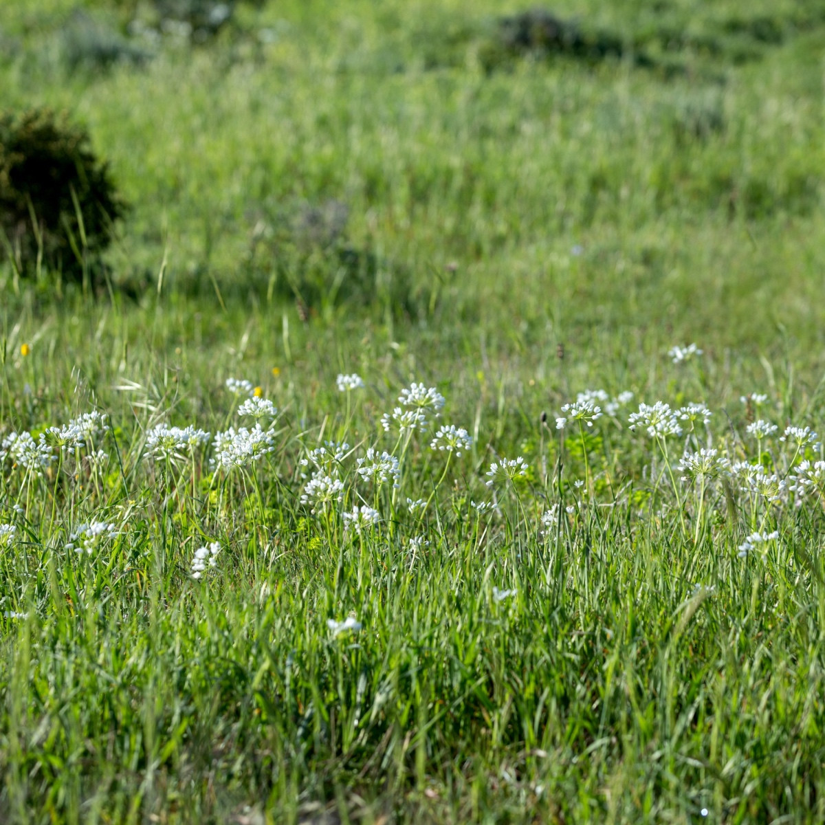 Česnek okrasný bílý - Allium neapolitanum - cibule okrasného česneku - 3 ks