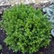 Френски летен мащерка - Thymus vulgaris - семена от мащерка - 100 бр.