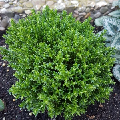 Френски летен мащерка - Thymus vulgaris - семена от мащерка - 100 бр.