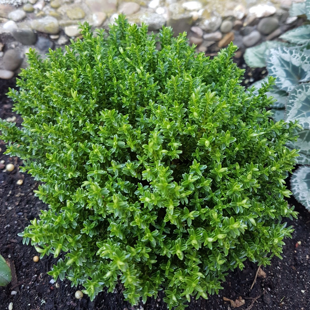 Френски летен мащерка - Thymus vulgaris - семена от мащерка - 100 бр.