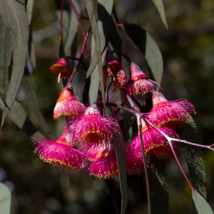 Eukalyptus caesia Magna - Blahovičník - Eucalyptus caesia - semena eukalyptu - 10 ks