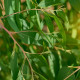 Eukalyptus vejčitolistý - Blahovičník – Eucalyptus ovata - semena eukalyptu - 10 ks
