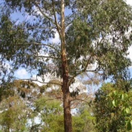 Eukalyptus vejčitolistý - Eucalyptus ovata - semena eukalyptu - 10 ks