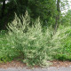 Пелин Чернобил - Artemisia vulgaris - семена от пелин - 250 бр.