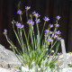 Badil úzkolistý - Sisyrinchium angustifolium - semena badilu - 10 ks