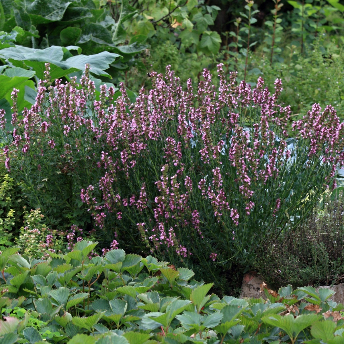 Yzop lékařský růžový - Hyssopus officinalis - semena yzopu - 100 ks