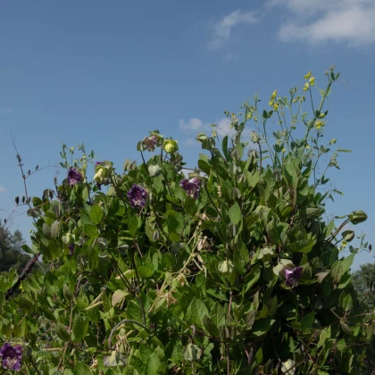 Vilec šplhavý modrý - Cobaea scandens - semena vilce - 7 ks