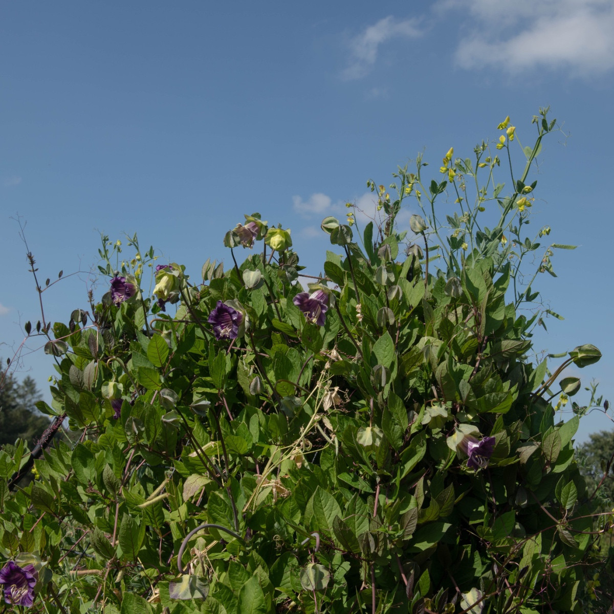 Vilec šplhavý modrý - Cobaea scandens - semena vilce - 7 ks