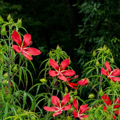 Ибискус ален - Hibiscus coccineus - семена на ибискус - 15 бр.