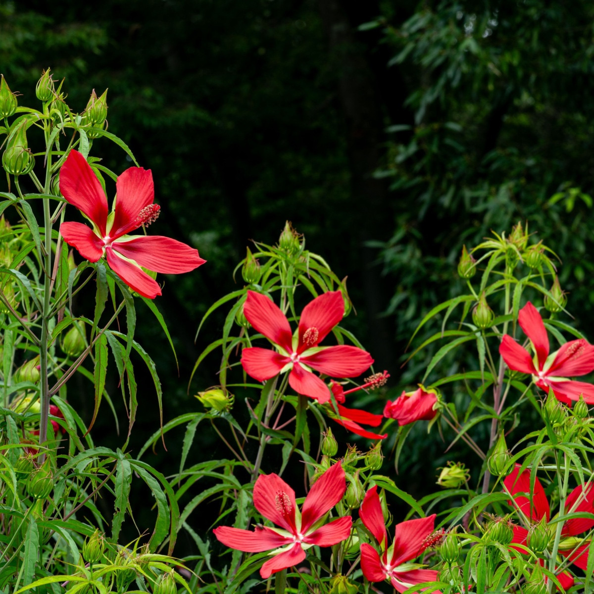 Ибискус ален - Hibiscus coccineus - семена на ибискус - 15 бр.
