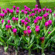 Kurkuma růžová - Curcuma alismatifolia - hlízy kurkumy - 1 ks